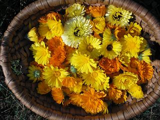ringelblume
