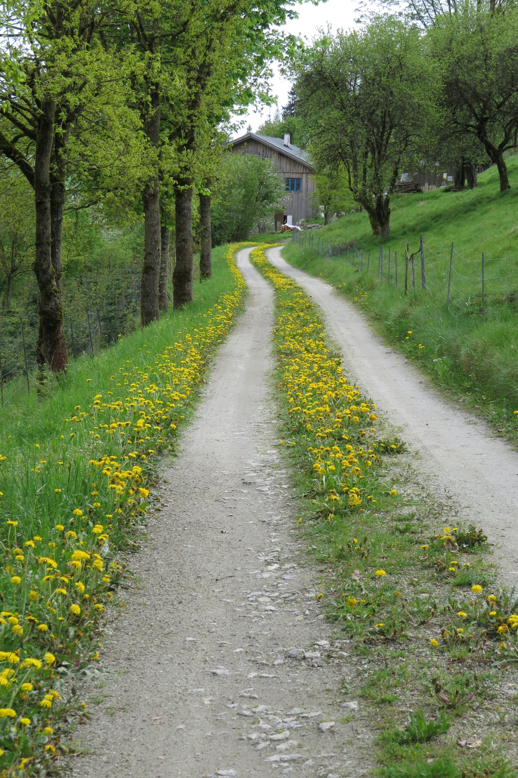 Kräuterspaziergang