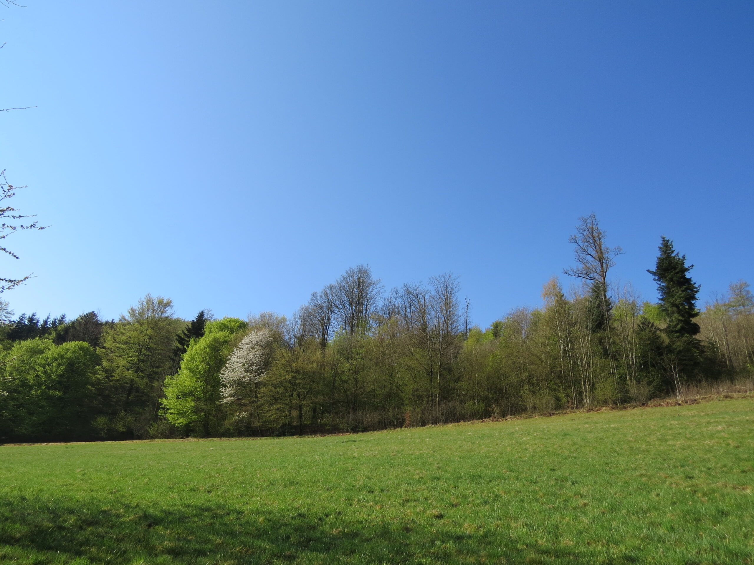 Wald – Vital – Tag